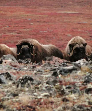 Moschus-Ochsen in der grönländischen Tundra